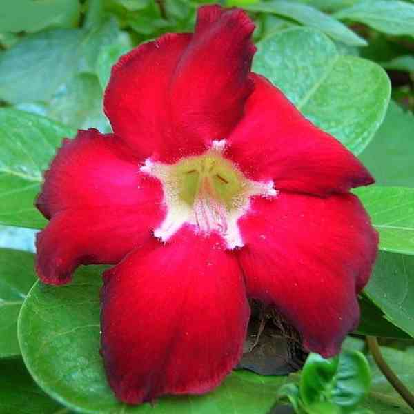 semena Adenium obesum star of top