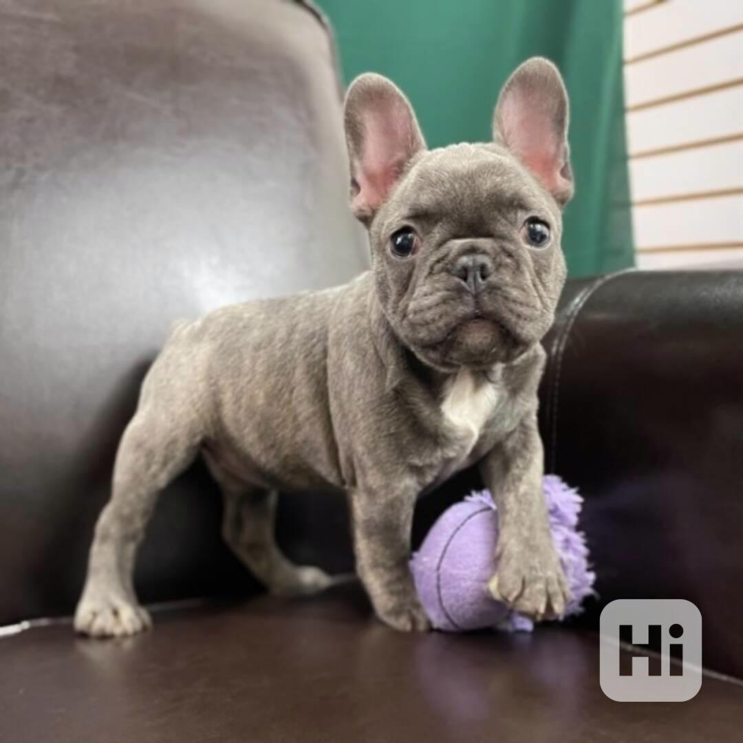 Štěňata francouzského buldočka samci a samice. - foto 1