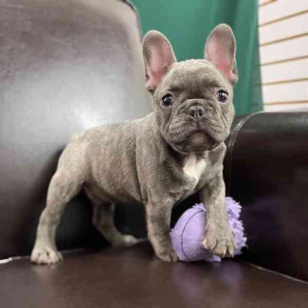 Štěňata francouzského buldočka samci a samice. - foto 1