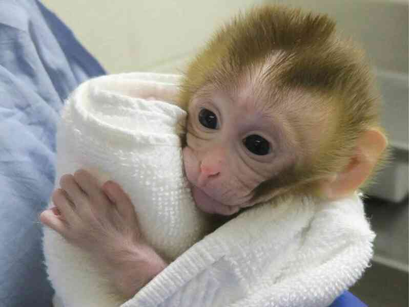 Zdarma miminko kapucínské opice k adopci zdarma nyní   - foto 1