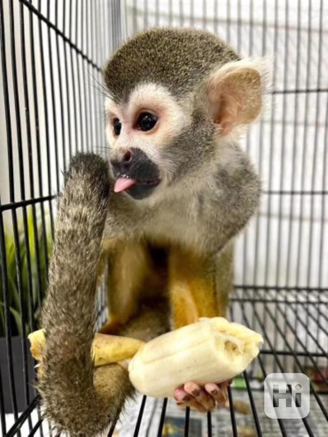 Volné veverčí opice pro celoživotní společníky - foto 1