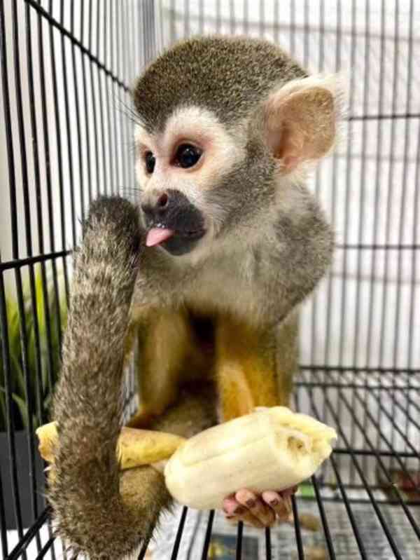 Volné veverčí opice pro celoživotní společníky - foto 1