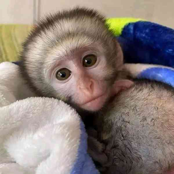  Klidné a roztomilé kapucínské opice 