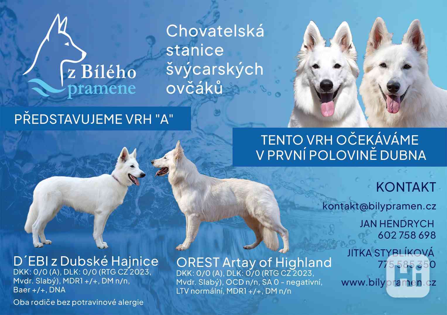 Štěňata Bílý švýcarský ovčák s PP BŠO - foto 1