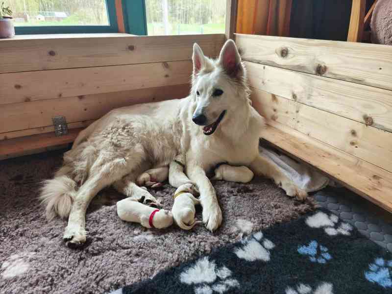 Štěňata Bílý švýcarský ovčák s PP BŠO - foto 4