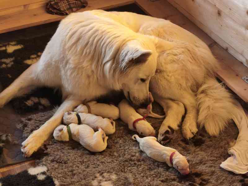 Štěňata Bílý švýcarský ovčák s PP BŠO - foto 3