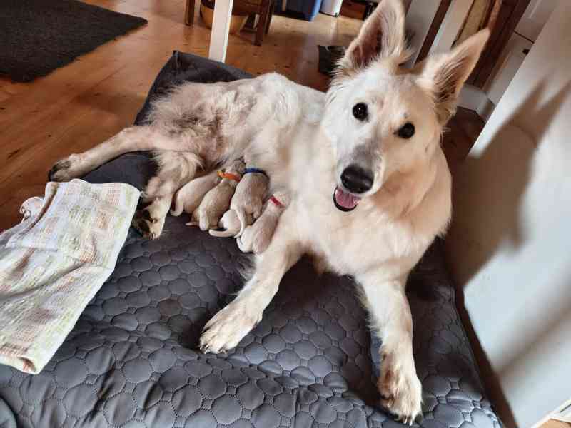 Štěňata Bílý švýcarský ovčák s PP BŠO - foto 2
