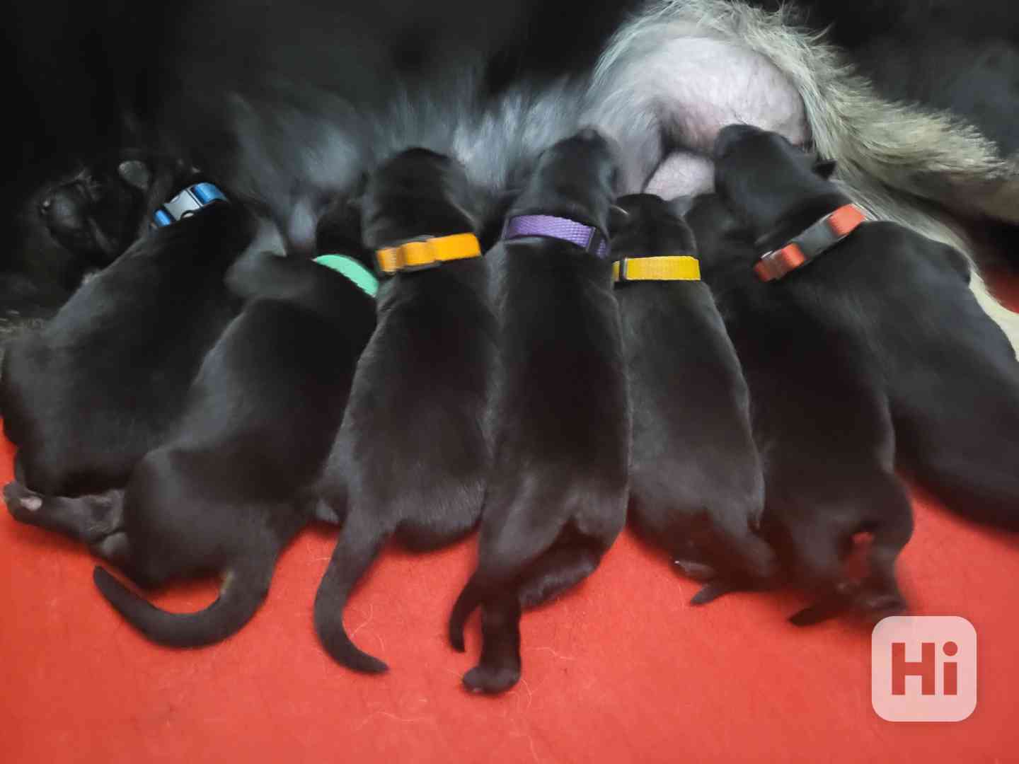 Štěňata s PP  - foto 1