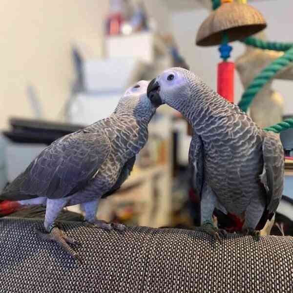 Zdarma dárek Afričtí papoušci šedí k adopci   - foto 1