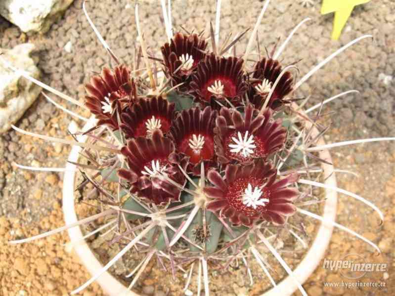 kaktus Glandulicactus uncinatus - semena - foto 1