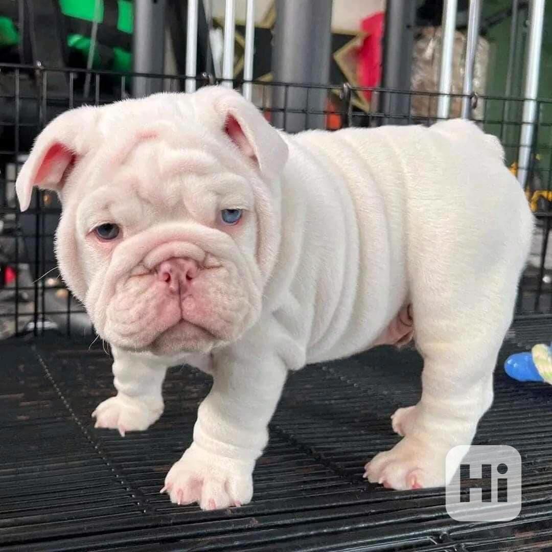 Vzácná štěňata anglického buldoka - foto 1