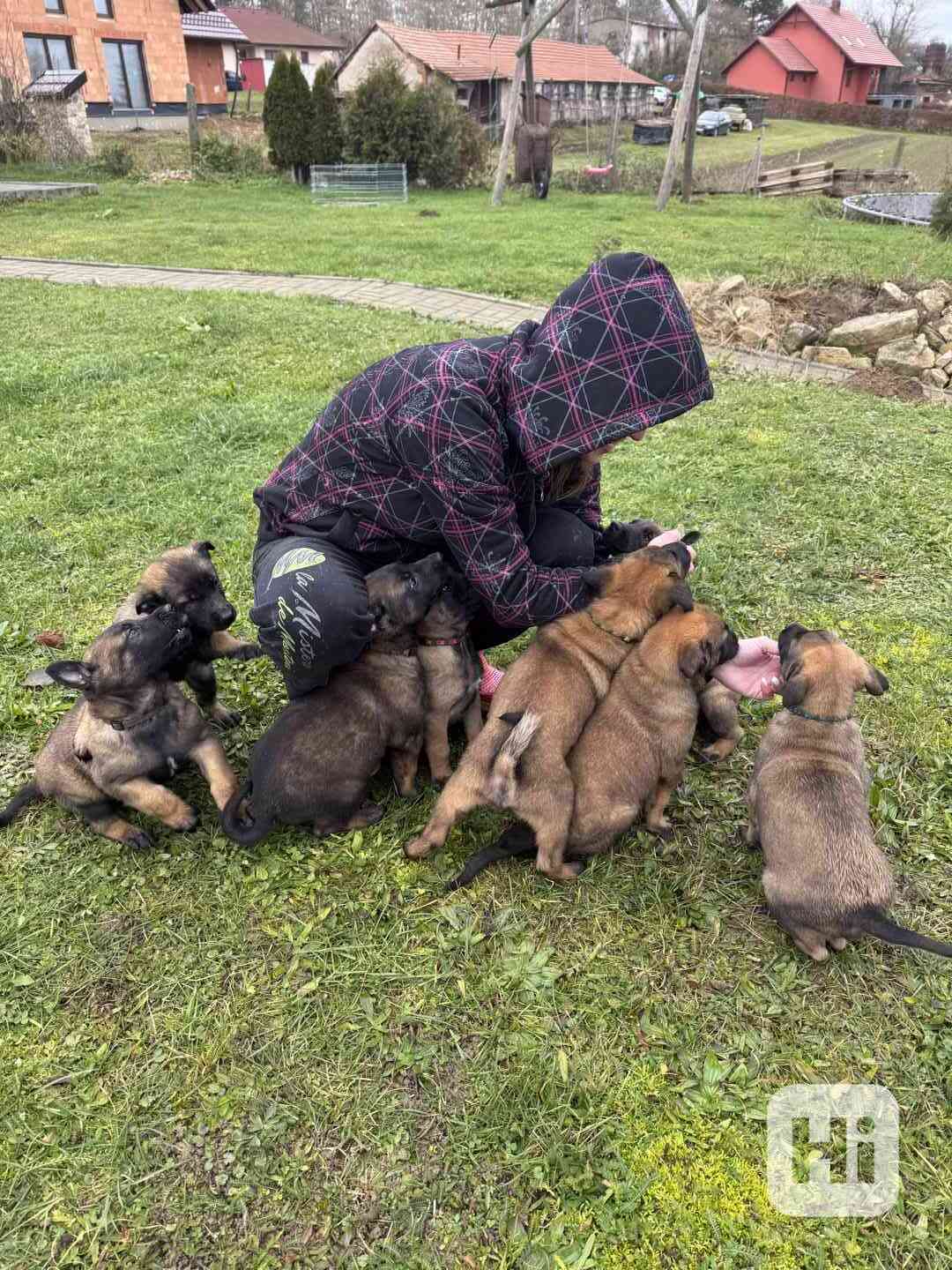 Belgický ovčák malinois s pp - foto 1