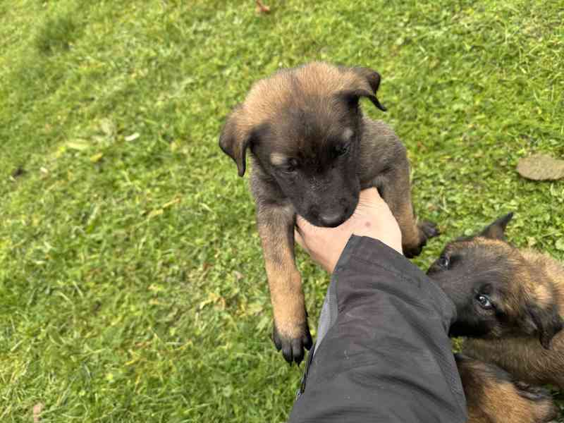 Belgický ovčák malinois s pp - foto 15