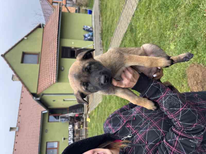 Belgický ovčák malinois s pp - foto 3