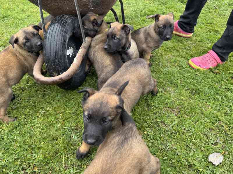 Belgický ovčák malinois s pp - foto 14