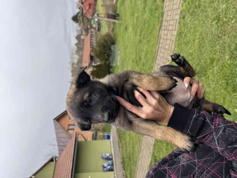 Belgický ovčák malinois s pp - foto 5