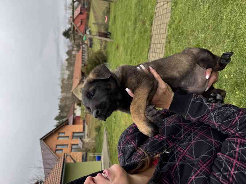 Belgický ovčák malinois s pp - foto 6