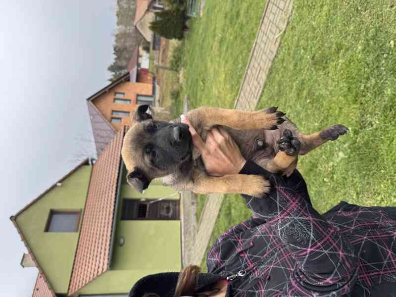 Belgický ovčák malinois s pp - foto 9