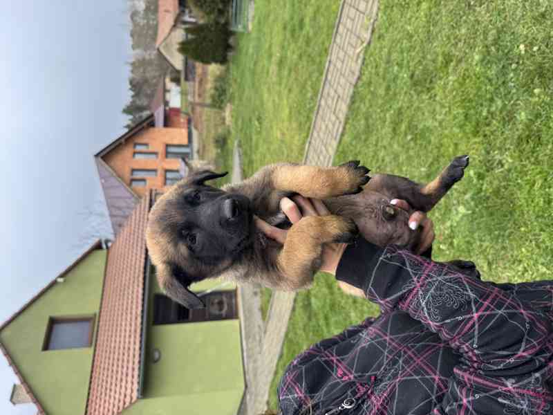 Belgický ovčák malinois s pp - foto 7