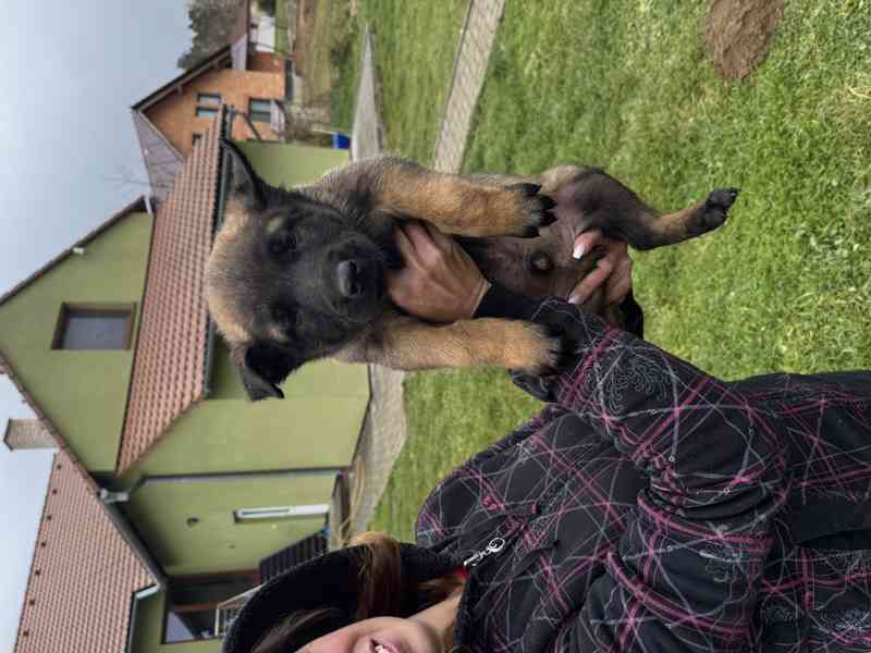 Belgický ovčák malinois s pp - foto 11