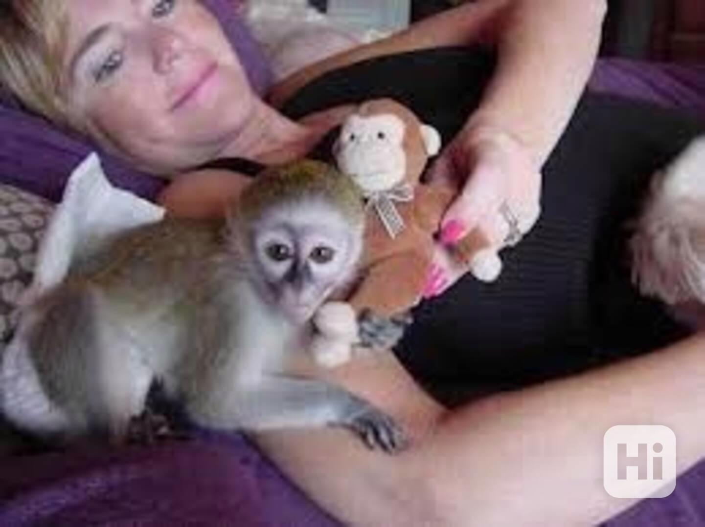 Kapucínské opice jsou připraveny.gt245 - foto 1