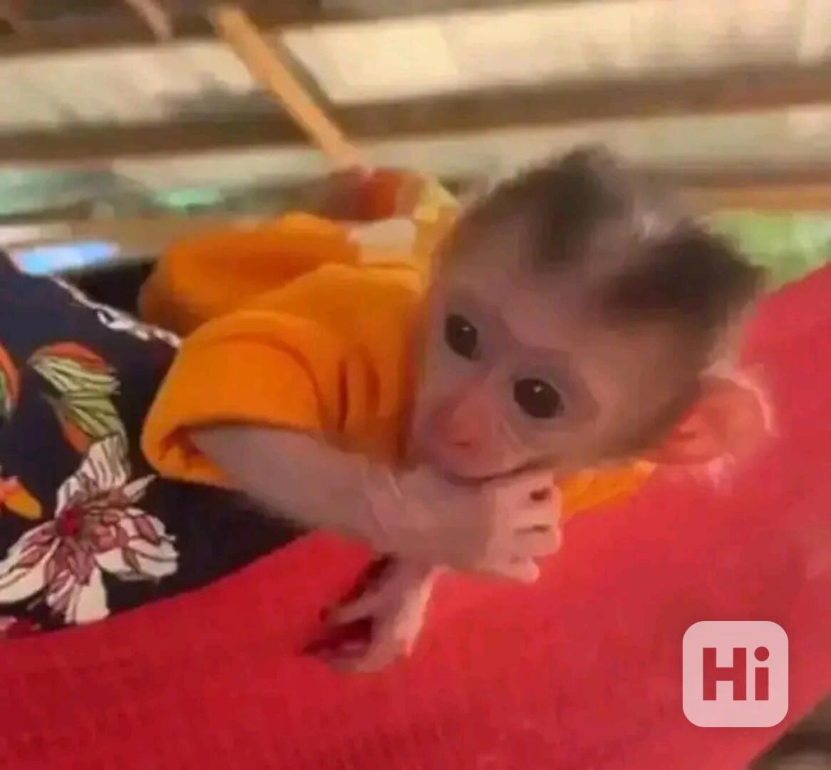  Mládě kapucína žravého na plody - foto 1