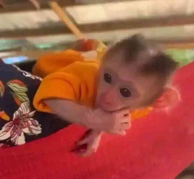  Mládě kapucína žravého na plody - foto 1