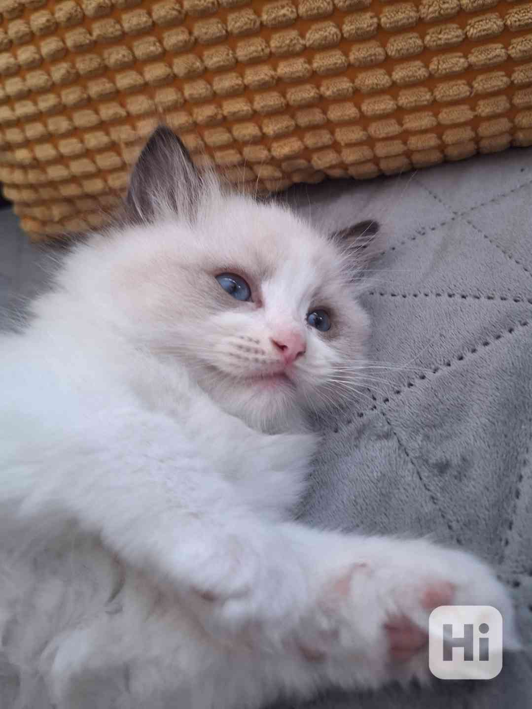 Prodej kotě Ragdoll s PP - foto 1