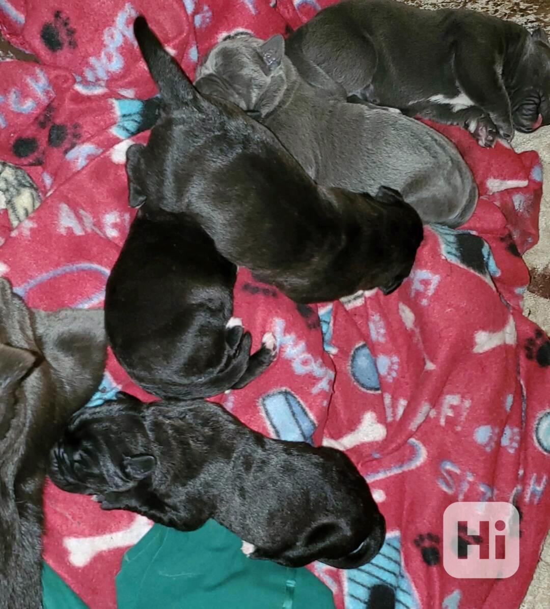 Štěňata Merle Cane Corso (REGISTROVANÁ DWKC) Všechny (regist - foto 1