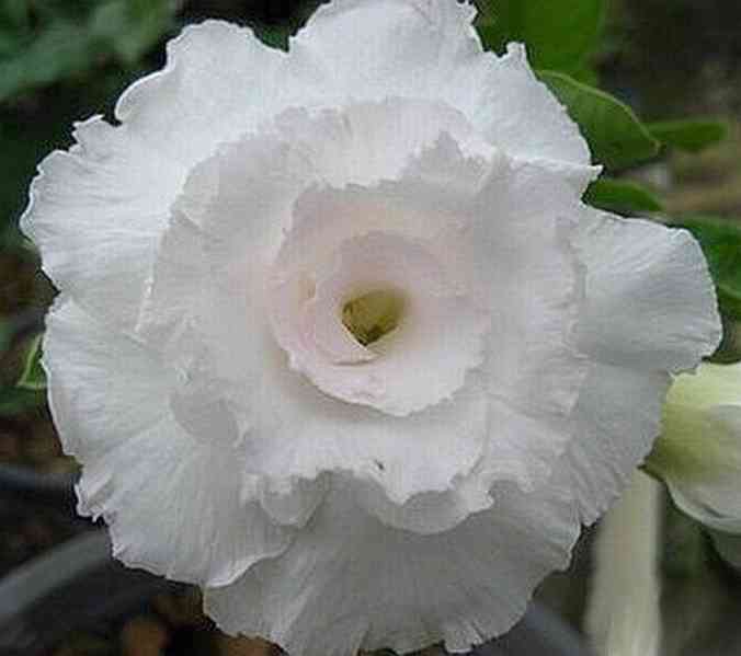 Adenium obesum 'kawhema' - semena