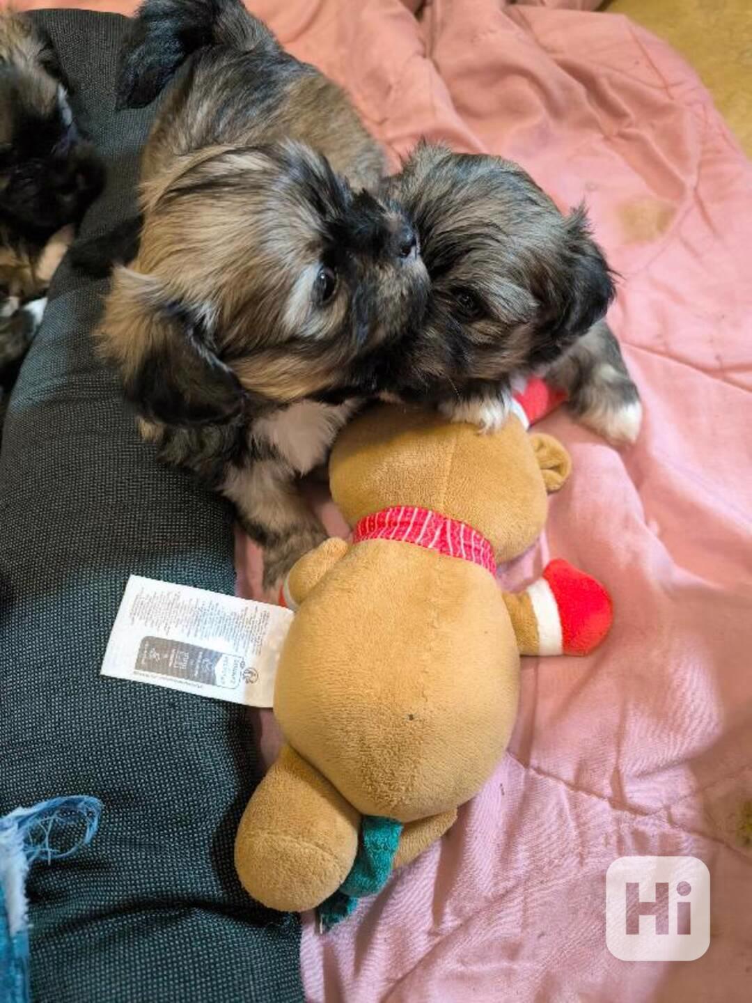 Štěně Lhasa Apso s PP - foto 1