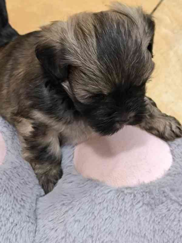 Štěně Lhasa Apso s PP - foto 6
