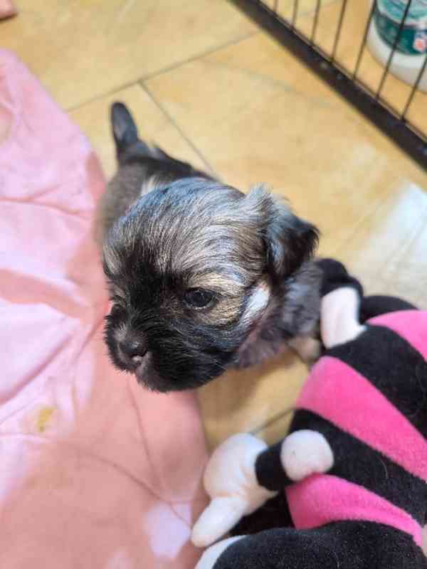 Štěně Lhasa Apso s PP - foto 2