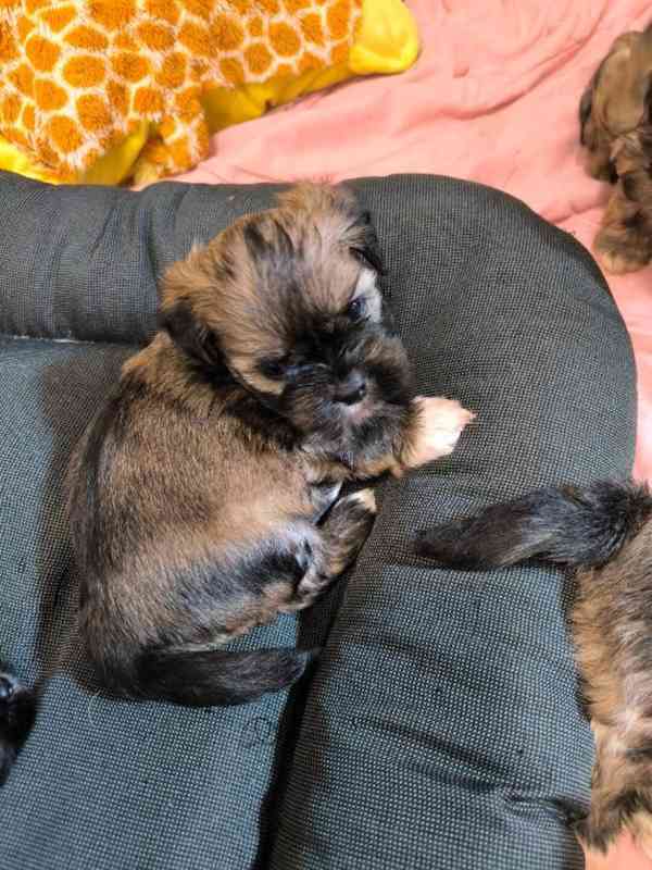 Štěně Lhasa Apso s PP - foto 3