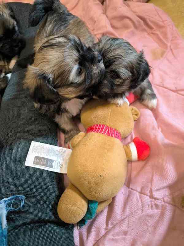 Štěně Lhasa Apso s PP - foto 1