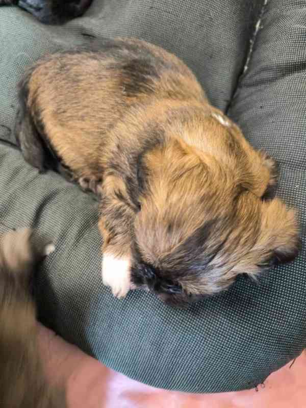 Štěně Lhasa Apso s PP - foto 5