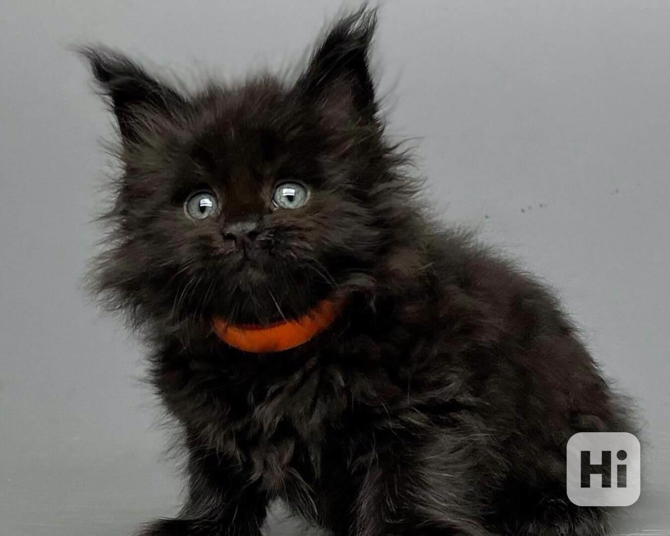 🦁 Okouzlující kotě Maine Coon k dispozici 🦁 - foto 1