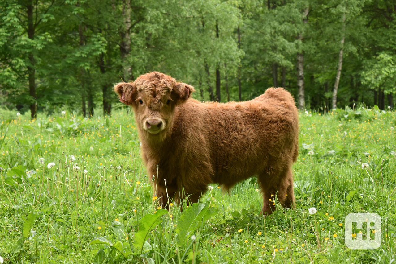 Prodám telátka Highland-Skotský náhorní skot,  - foto 1