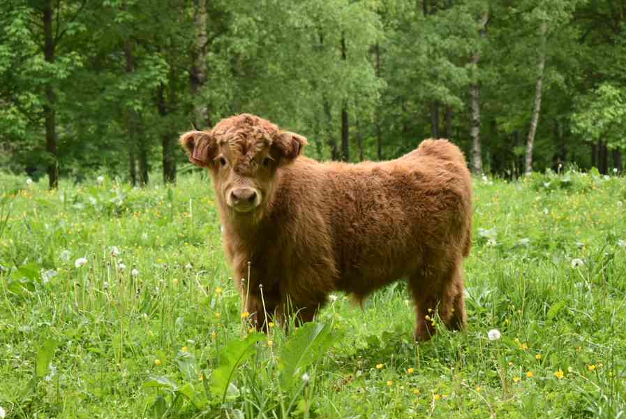 Prodám telátka Highland-Skotský náhorní skot,  - foto 2