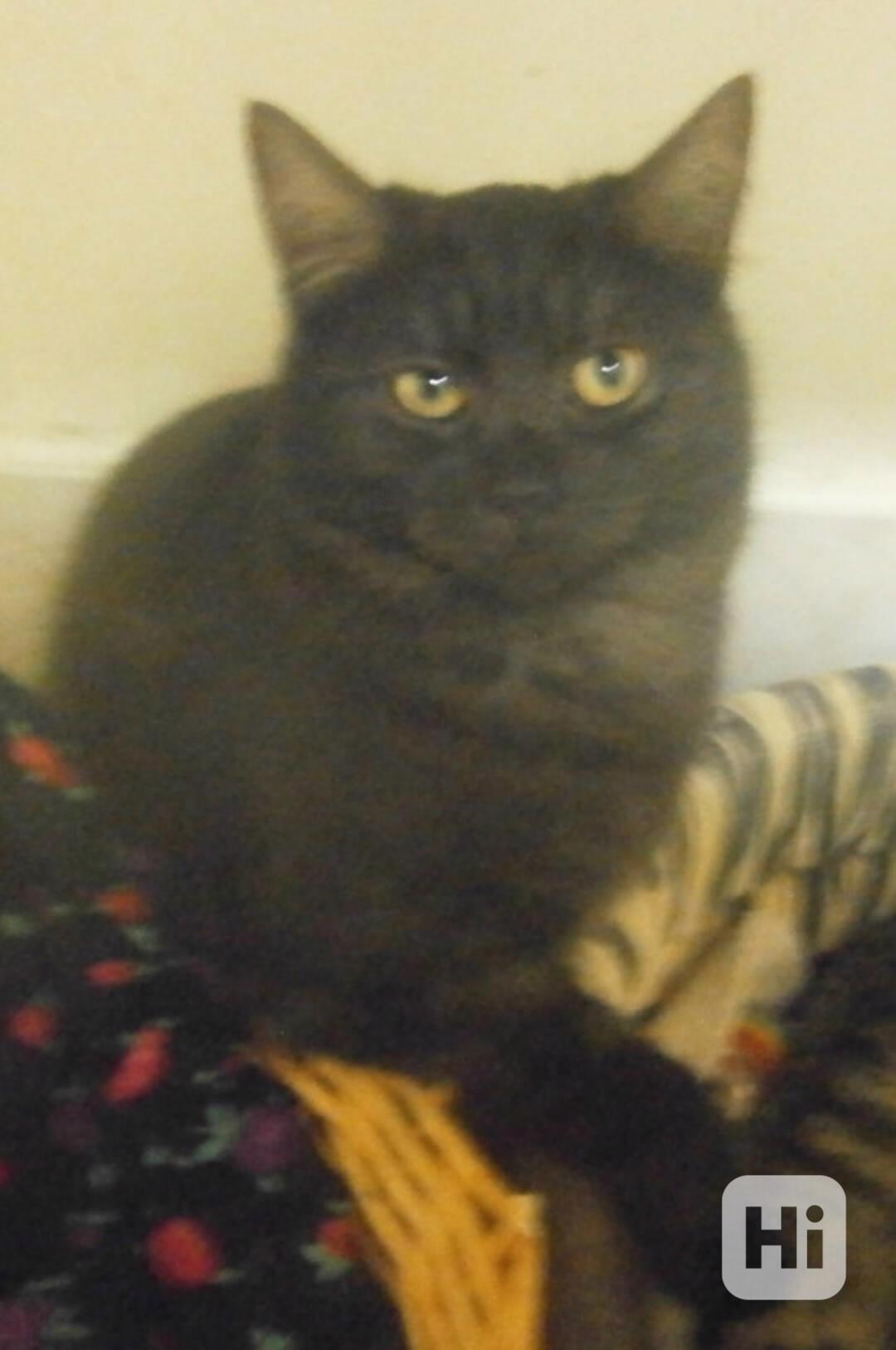 Černý až kouřový, 1roční Sam hledá domov. - foto 1