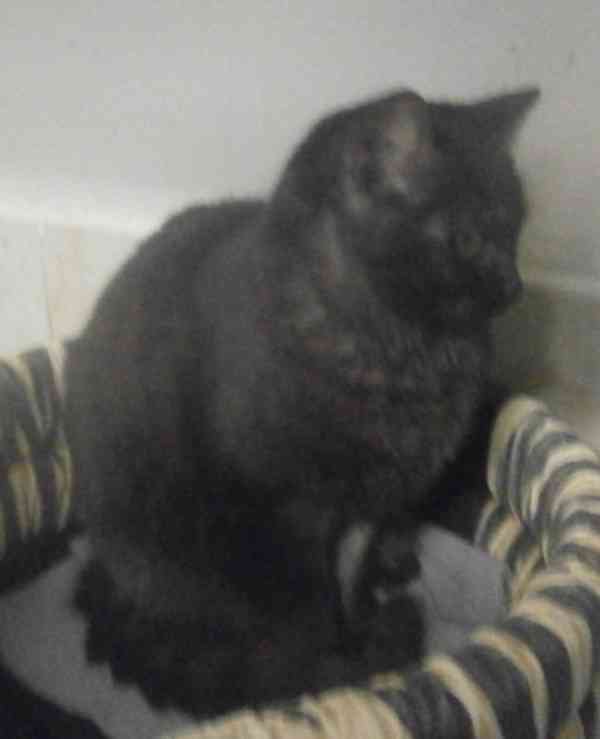 Černý až kouřový, 1roční Sam hledá domov. - foto 6