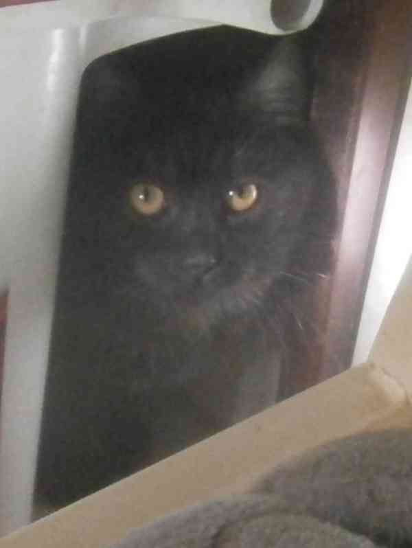 Černý až kouřový, 1roční Sam hledá domov. - foto 4