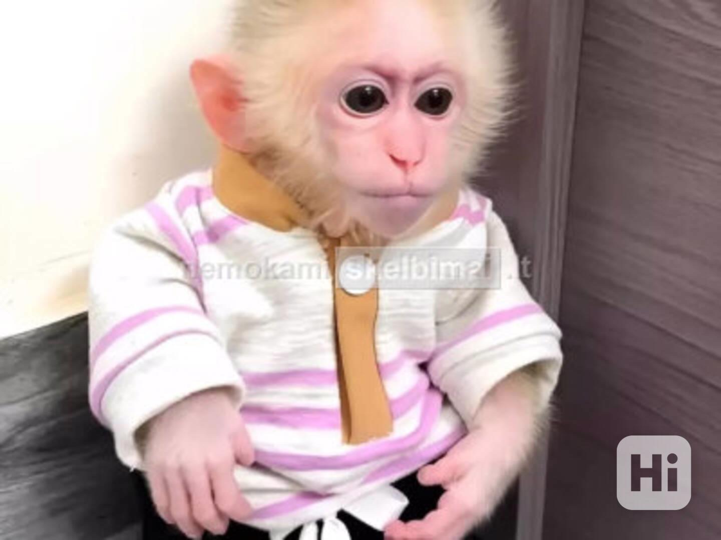 Přátelské kapucínské opice k adopci - foto 1