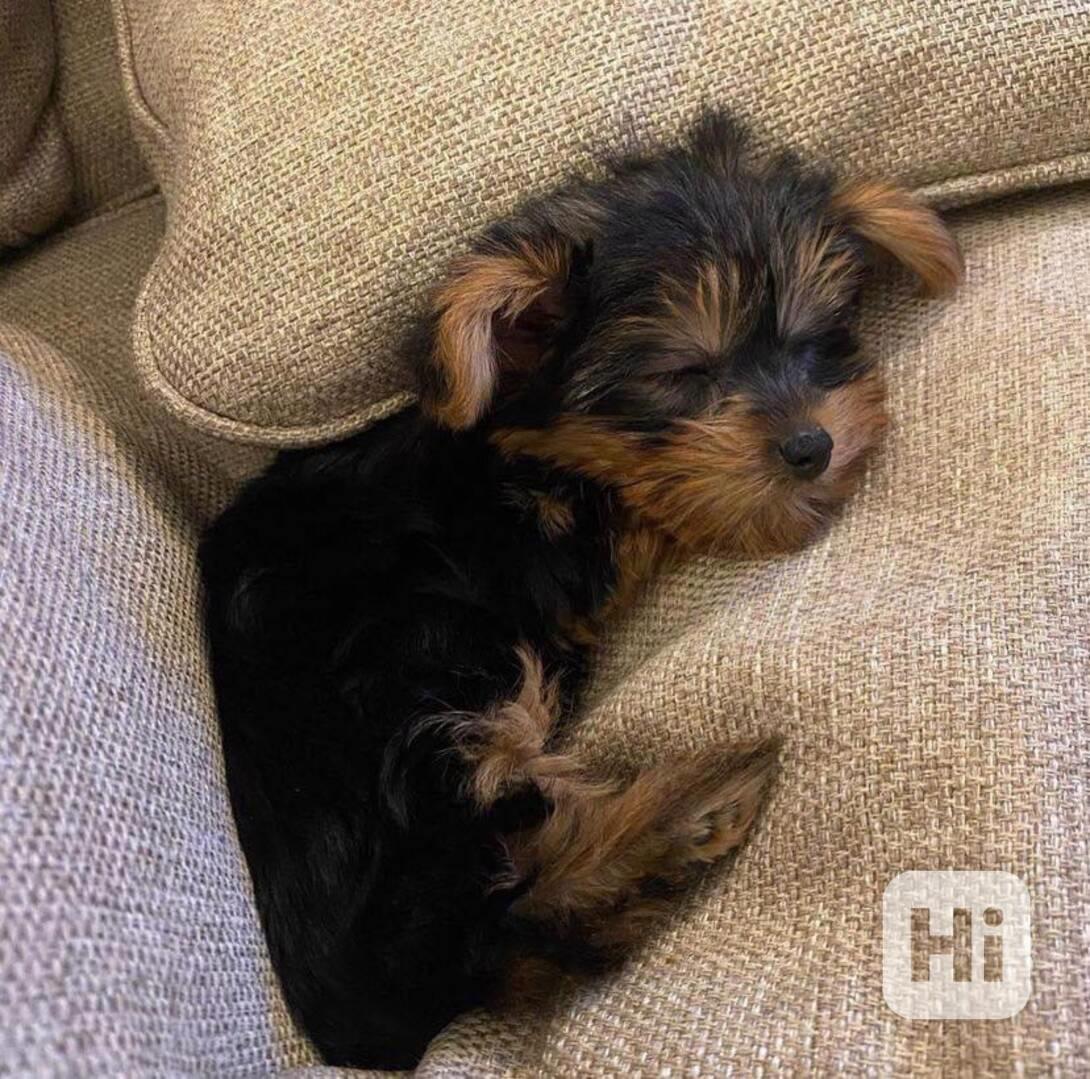 Štěňata yorkshirského teriéra - foto 1