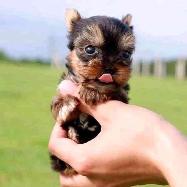 Štěňata yorkshirského teriéra - foto 5