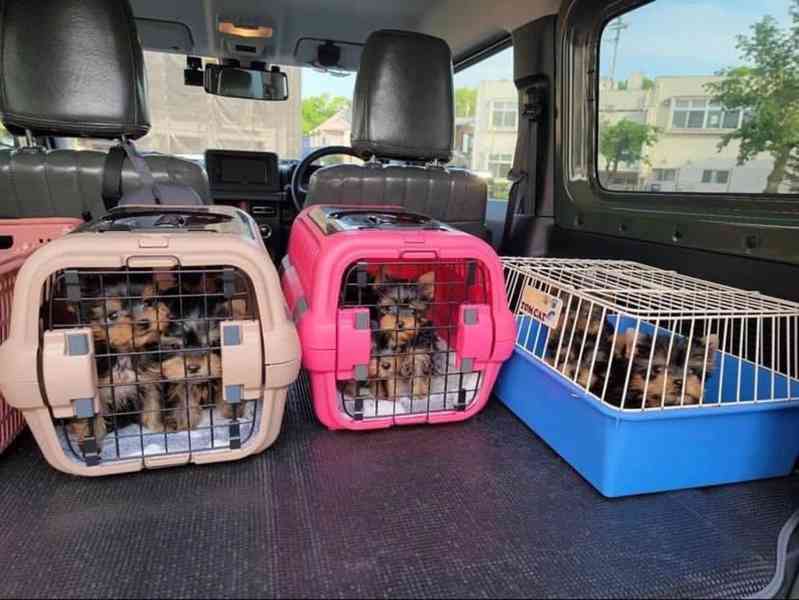 Štěňata yorkshirského teriéra - foto 2