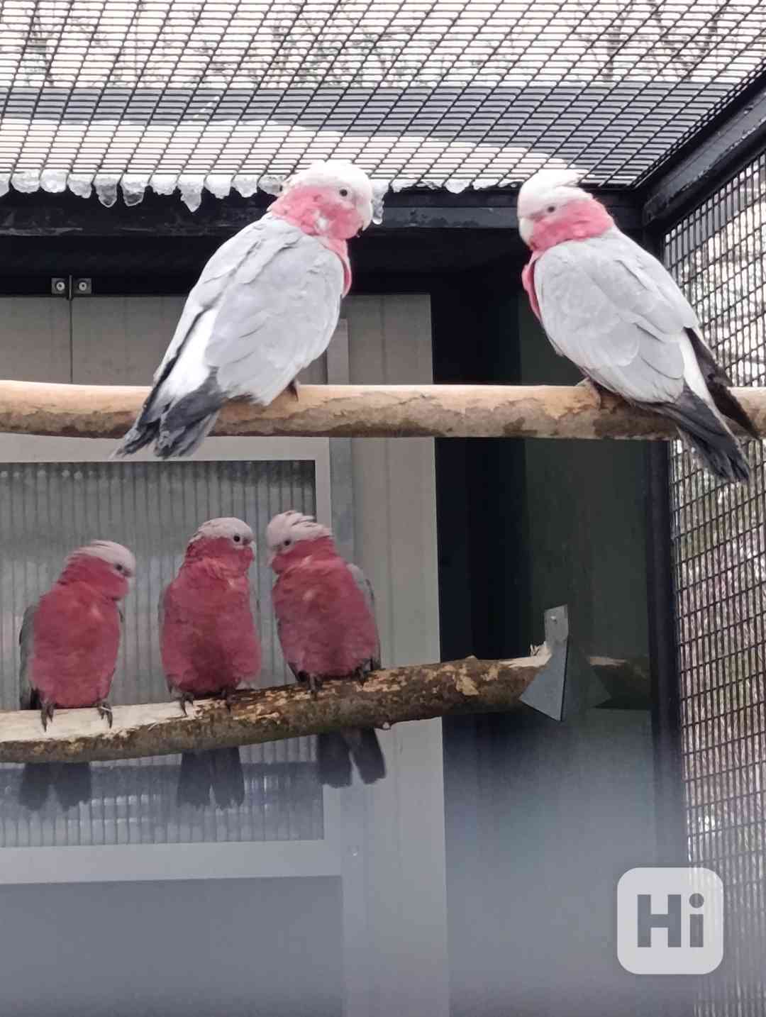 papoušek kakadu ružový - foto 1