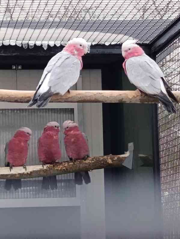 papoušek kakadu ružový - foto 1