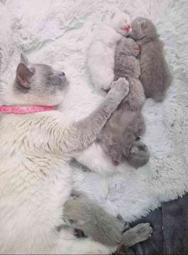 Britskbritské krátkosrsté kotě á krátkosrstá koťata k adopci - foto 1
