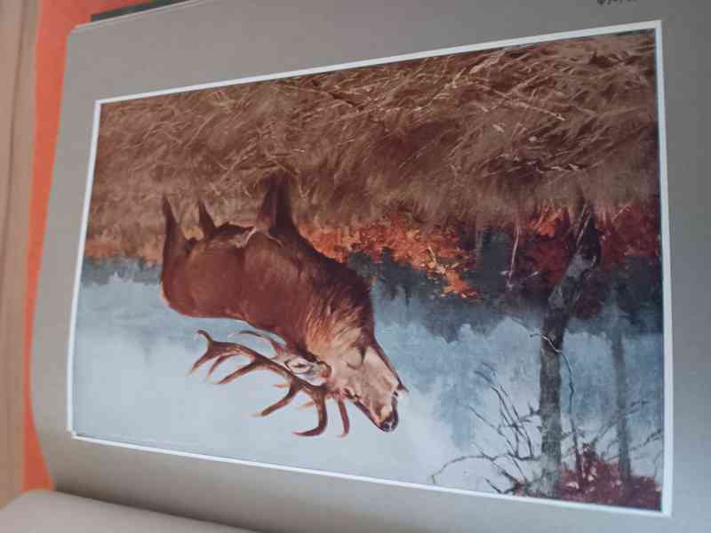 WALD UND WILD-P-VETTERLI - foto 3